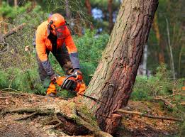 Best Seasonal Cleanup  in Muncie, IN